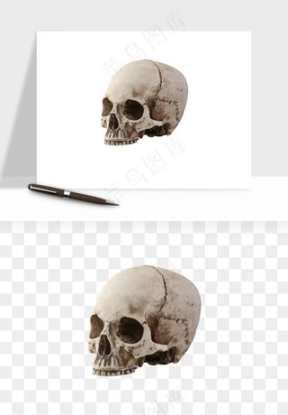 人体骨头png免抠