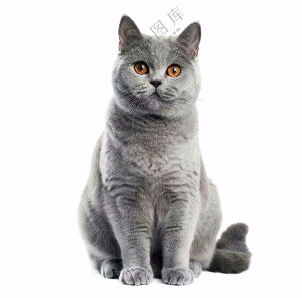 可爱小猫萌宠宠物动物免抠