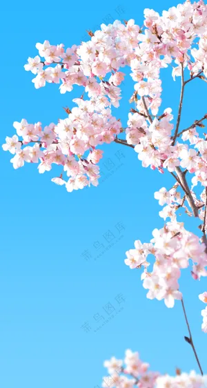 蓝天映衬下的粉嫩樱花枝免抠图