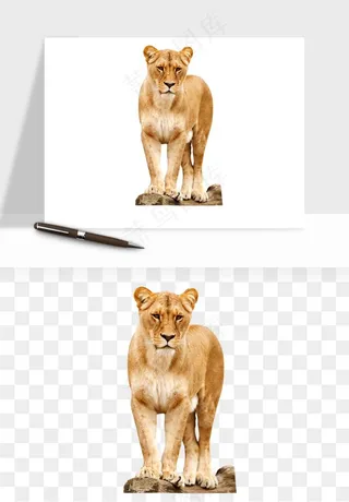 狮子雄狮狮王动物png免抠