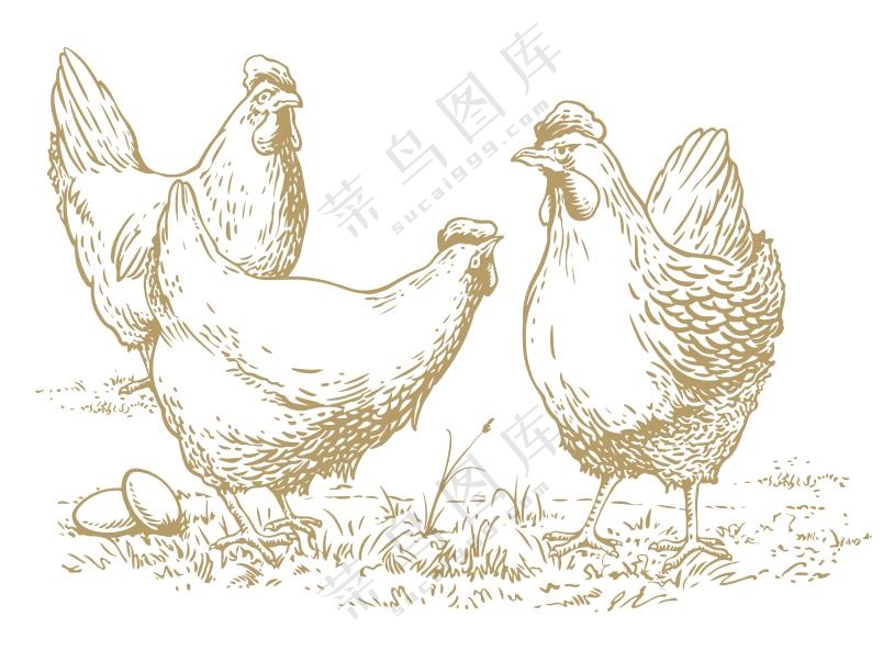鸡蛋母鸡图片