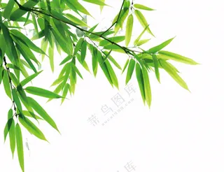 竹叶竹子碧绿摄影免抠