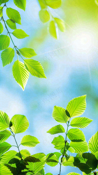 春天绿叶阳光小清新春分立夏摄影图