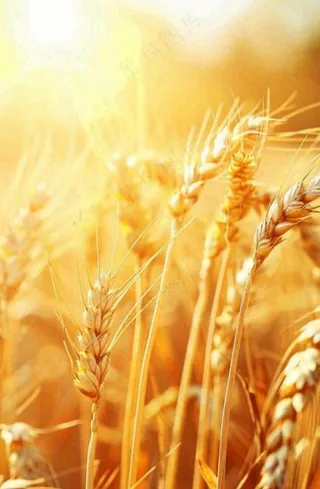 金黄的麦田小麦麦穗粮食芒种世界粮食日摄影图