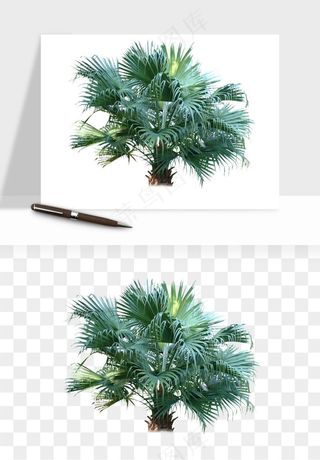 棕榈树椰树png免抠