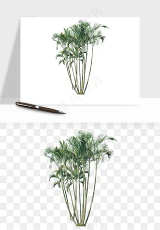 棕榈树椰树png免抠