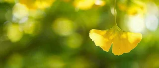 秋天美景银杏叶阳光唯美立秋摄影图