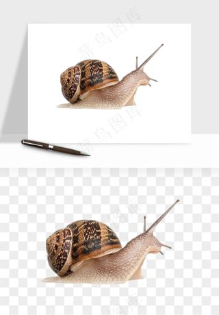 蜗牛动物png免抠