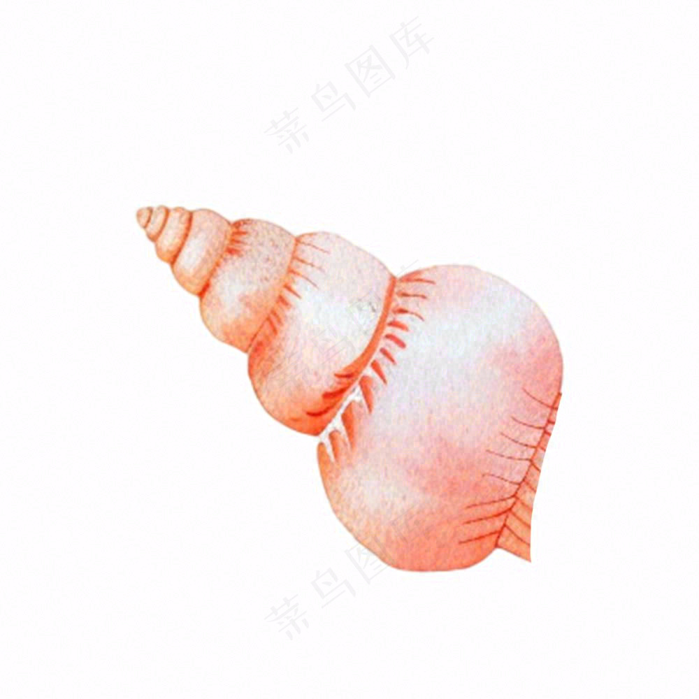 海洋贝壳海螺生物卡通插画免抠
