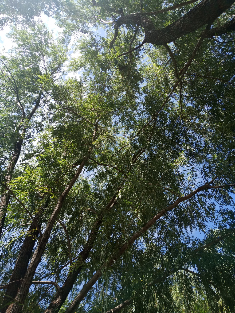  青山 绿野 