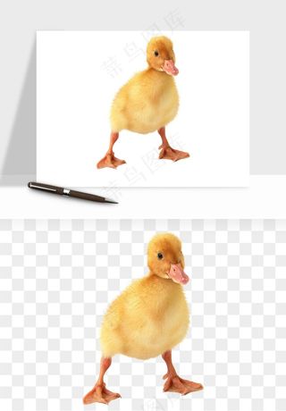 鸭子小鸭png免抠