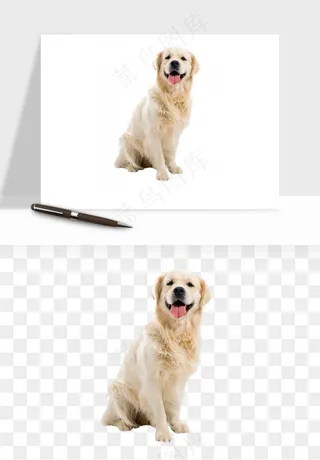 猫咪喵星人狗狗宠物元素png免抠