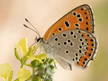 彩翼舞者：花间精灵