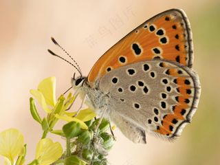 彩翼舞者：花间精灵