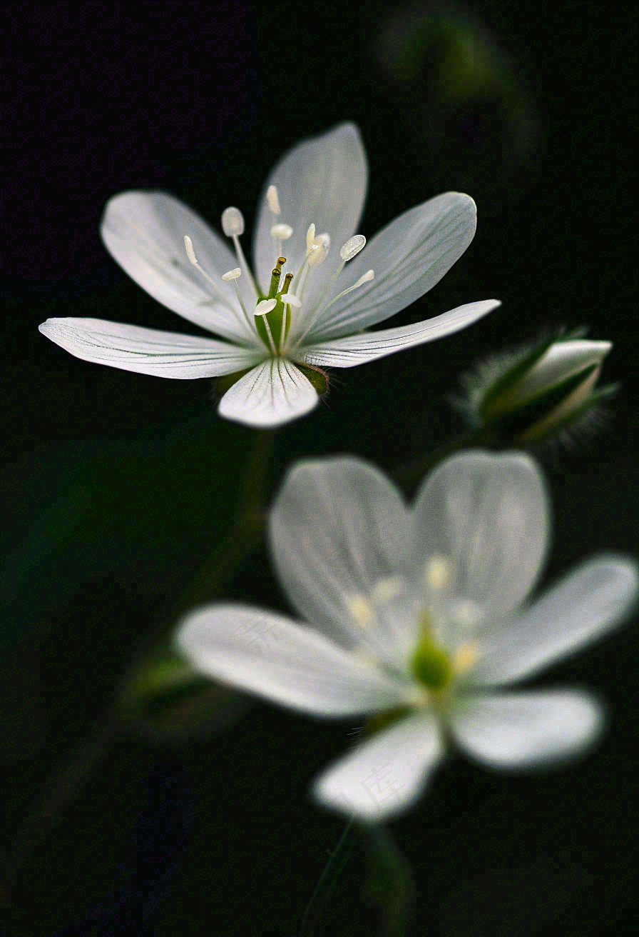 春天盛开的小白花小清新立春春分摄影图