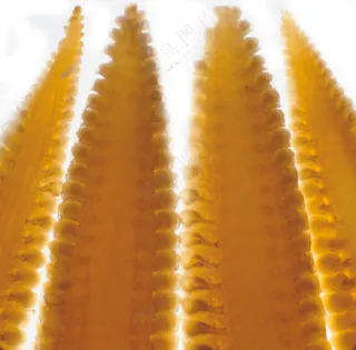 蔬菜切面图片 (12)