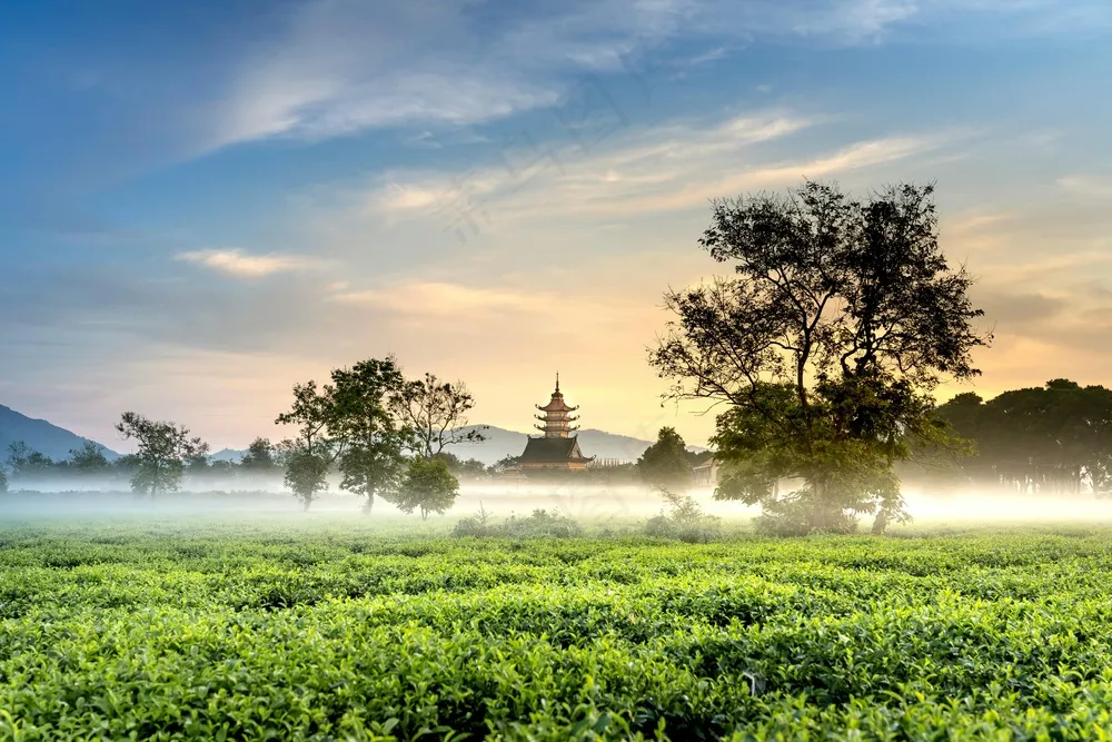 晨曦绿海：写实田园风光摄影