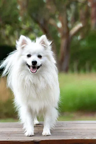 文明养狗宠物遛狗小区物业背景