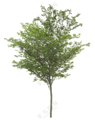 PNG免扣植物树木