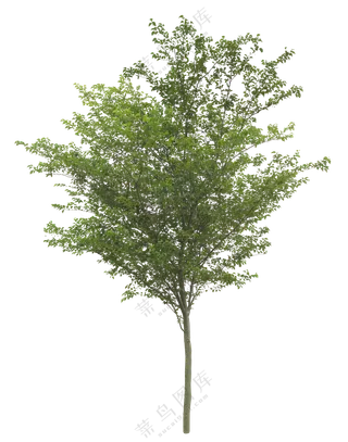PNG免扣植物树木