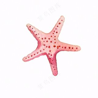 海星海洋生物卡通插画免抠