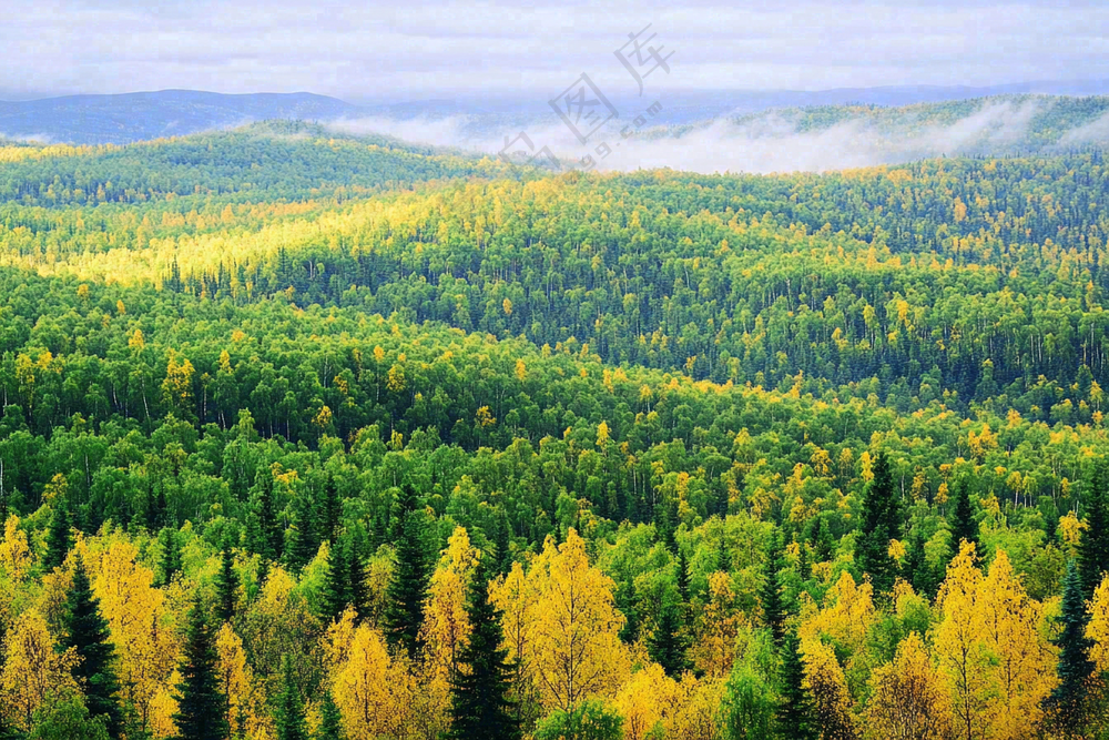 秋天立秋森林大自然风景摄影图