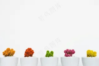 免费 五种彩色仙人掌 素材图片