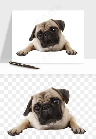 猫咪喵星人狗狗宠物元素png免抠