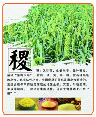 黍子谷子展架设计海报