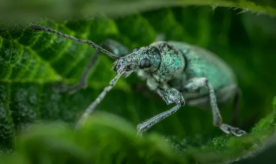 绿叶上的金属守护神-精致生态微距