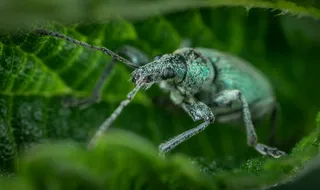 绿叶上的金属守护神-精致生态微距