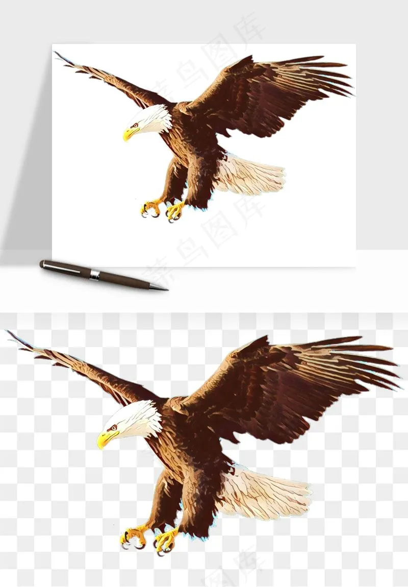 老鹰雄鹰展翅png免抠