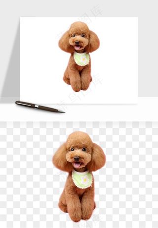 猫咪喵星人狗狗宠物元素png免抠