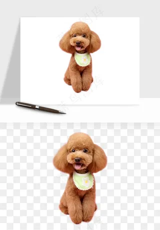 猫咪喵星人狗狗宠物元素png免抠