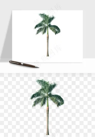 棕榈树椰树png免抠