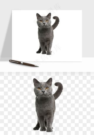 猫咪喵星人狗狗宠物元素png免抠