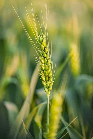 小麦绿色农田小满芒种摄影图