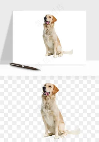 猫咪喵星人狗狗宠物元素png免抠