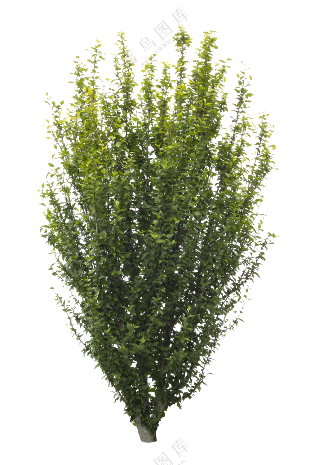 PNG免扣植物树木拼贴素材