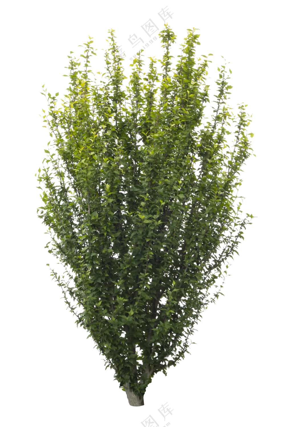 PNG免扣植物树木拼贴素材