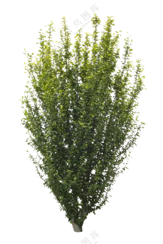 PNG免扣植物树木拼贴素材