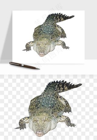 鳄鱼动物png免抠
