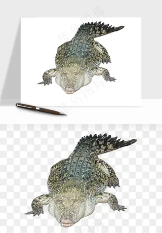 鳄鱼动物png免抠