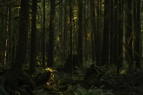 幽暗森林中的神秘光影 幽暗森林中的神秘光影