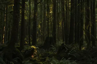 幽暗森林中的神秘光影