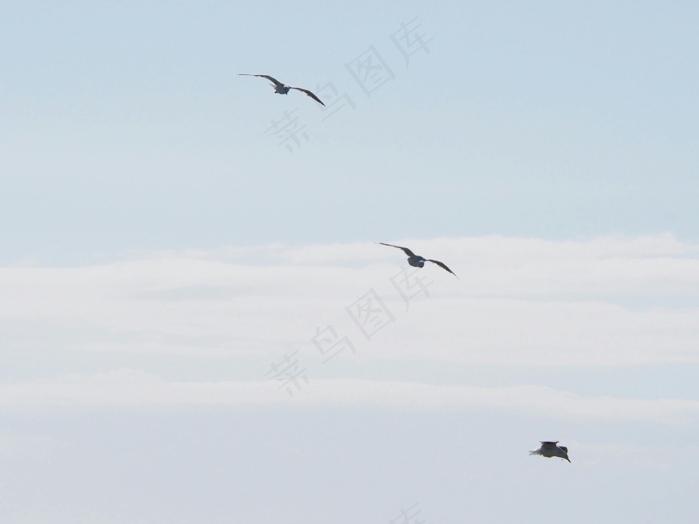 免费 三只鸟在白天在蓝天下飞翔 素材图片