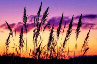 夕阳晚霞芦苇唯美摄影图