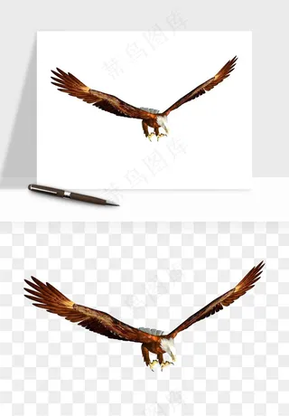 老鹰雄鹰展翅png免抠