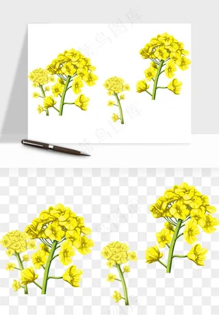 油菜花田png免抠