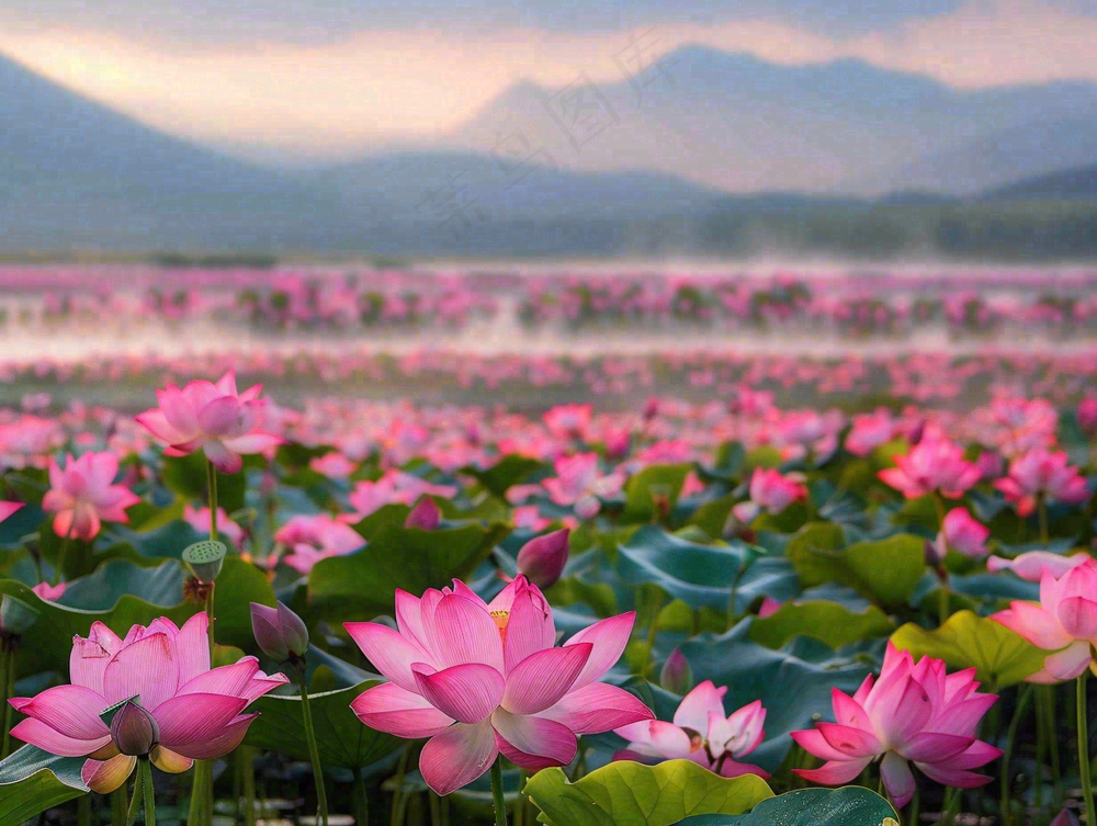 夏天粉色荷花莲花荷叶池塘摄影图